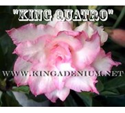King Quatro [ 4 Petals]