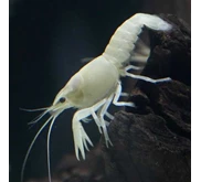 Lobster Hias jenis Snow White / Sell Snow White Lobster Ornamental species