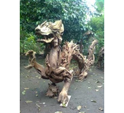 ular naga dari akar kayu jati