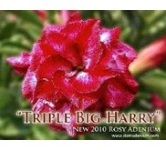 Triple Big Harry