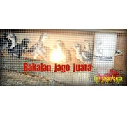 BAKALAN JAGO