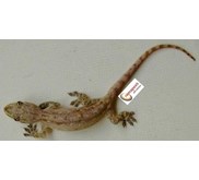 Lizard and Gecko Control