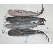 Ikan Catfish ( Arius maculatus)