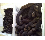 dried sea cucumber ( hoisum)