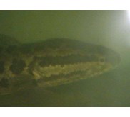 channa argus