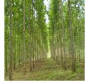 Investasi Kepemilikan Hutan Perkebunan JABON