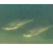 Payara Scombeoides