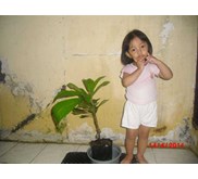 Bibit Mamey Sapote 50cm sambung pucuk