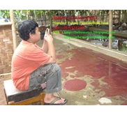 Cacing Sutra Cisadane