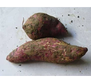 tela rambat / bolet