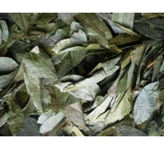 Daun Sirsak ( Annona muricata) Kering.