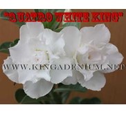 Quatro White King [ 4 Petals]