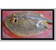 ikan pari
