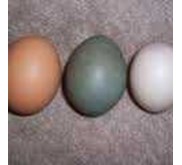Telur Horn