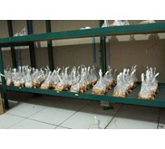 Baglog Jamur Tiram Putih