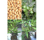 Bibit Pohon Macadamia