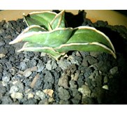 sanseveria robusta blue varigatha