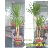 INDOOR PLANT RENT - 0817885013
