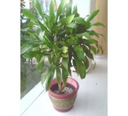INDOOR PLANT RENT - 0817885013