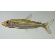 hydrocynus vittatus ( sold out )