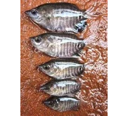 Telur dan bibit ikan gurami