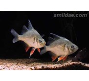 giant glassfish