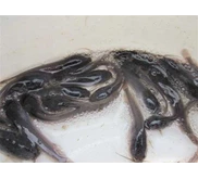 Bibit ikan lele