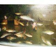 Empire gudgeon
