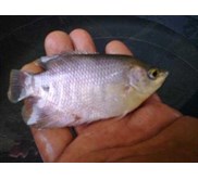 Fish Farm Investment