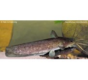 neosilurus brevidorsalis ( sold out )