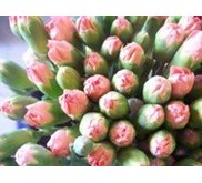 carnations flower / anyelir