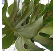 Monstera