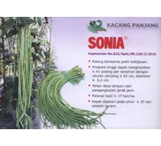Kacang Panjang
