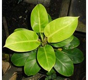 Philodendron Moonlight