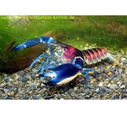 cherax sp