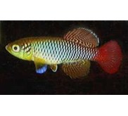 telur killifish