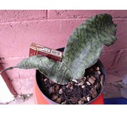 S. mafinga