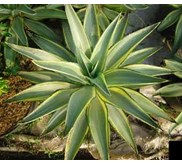 Agave