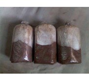 Baglog Jamur Kuping
