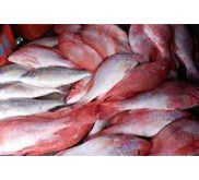 IKAN KAKAP MERAH