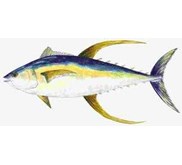 IKAN TUNA YELLOW FIN ( SIRIP KUNING)