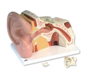 Anatomy Telinga Ear Anatomy
