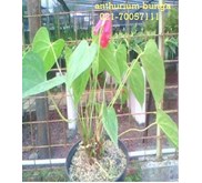 Anthurium bunga