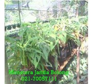 tanaman janda bolong/ monstera