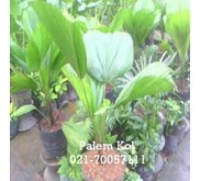 palem kol