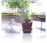 bambu jepang dracena