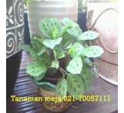 dekorasi tanaman untuk meja/ toilet