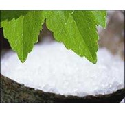 Stevia ( Pemanis Alami )