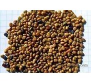 Legume Cover Crop ( LCC ) : CM, CP, PJ, MB, CRJ