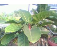 Sewa tanaman ' Green Kongo'